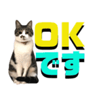 ねねこ♥⑮実写猫〜日常会話スタンプ（個別スタンプ：19）