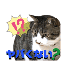 ねねこ♥⑮実写猫〜日常会話スタンプ（個別スタンプ：20）