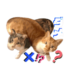 ねねこ♥⑮実写猫〜日常会話スタンプ（個別スタンプ：21）