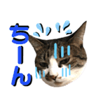 ねねこ♥⑮実写猫〜日常会話スタンプ（個別スタンプ：22）
