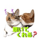 ねねこ♥⑮実写猫〜日常会話スタンプ（個別スタンプ：23）