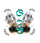 ねねこ♥⑮実写猫〜日常会話スタンプ（個別スタンプ：24）