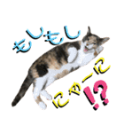 ねねこ♥⑮実写猫〜日常会話スタンプ（個別スタンプ：25）