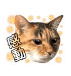 ねねこ♥⑮実写猫〜日常会話スタンプ（個別スタンプ：26）