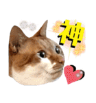 ねねこ♥⑮実写猫〜日常会話スタンプ（個別スタンプ：27）