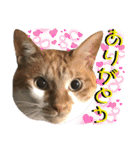ねねこ♥⑮実写猫〜日常会話スタンプ（個別スタンプ：28）
