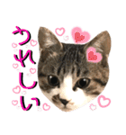 ねねこ♥⑮実写猫〜日常会話スタンプ（個別スタンプ：29）