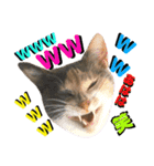 ねねこ♥⑮実写猫〜日常会話スタンプ（個別スタンプ：30）
