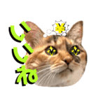 ねねこ♥⑮実写猫〜日常会話スタンプ（個別スタンプ：31）