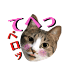 ねねこ♥⑮実写猫〜日常会話スタンプ（個別スタンプ：32）