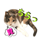 ねねこ♥⑮実写猫〜日常会話スタンプ（個別スタンプ：33）