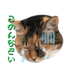 ねねこ♥⑮実写猫〜日常会話スタンプ（個別スタンプ：34）