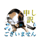 ねねこ♥⑮実写猫〜日常会話スタンプ（個別スタンプ：35）