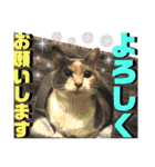 ねねこ♥⑮実写猫〜日常会話スタンプ（個別スタンプ：36）