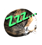 ねねこ♥⑮実写猫〜日常会話スタンプ（個別スタンプ：37）