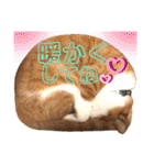ねねこ♥⑮実写猫〜日常会話スタンプ（個別スタンプ：38）