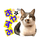 ねねこ♥⑮実写猫〜日常会話スタンプ（個別スタンプ：39）