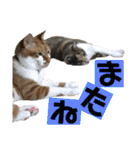 ねねこ♥⑮実写猫〜日常会話スタンプ（個別スタンプ：40）