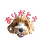 Tim's stamps！（個別スタンプ：1）