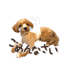 Tim's stamps！（個別スタンプ：5）