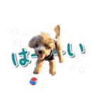 Tim's stamps！（個別スタンプ：6）