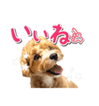 Tim's stamps！（個別スタンプ：11）