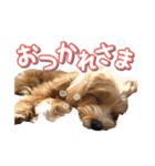 Tim's stamps！（個別スタンプ：13）
