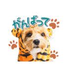 Tim's stamps！（個別スタンプ：14）