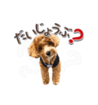 Tim's stamps！（個別スタンプ：15）