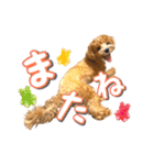 Tim's stamps！（個別スタンプ：16）