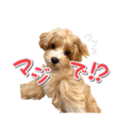 Tim's stamps！（個別スタンプ：18）