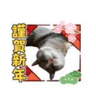 2.ALOHA（個別スタンプ：21）