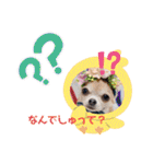 チワワのれおぱこぴにこ③（個別スタンプ：3）
