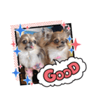 チワワのれおぱこぴにこ③（個別スタンプ：5）