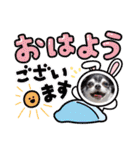 チワワのれおぱこぴにこ③（個別スタンプ：9）
