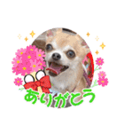 チワワのれおぱこぴにこ③（個別スタンプ：10）
