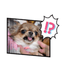 チワワのれおぱこぴにこ③（個別スタンプ：11）