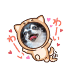 チワワのれおぱこぴにこ③（個別スタンプ：12）
