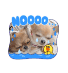 チワワのれおぱこぴにこ③（個別スタンプ：13）