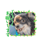 チワワのれおぱこぴにこ③（個別スタンプ：16）
