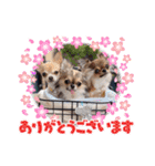 チワワのれおぱこぴにこ③（個別スタンプ：18）