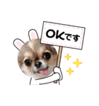 チワワのれおぱこぴにこ③（個別スタンプ：19）