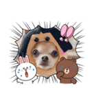 チワワのれおぱこぴにこ③（個別スタンプ：21）