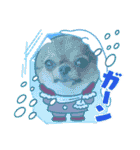 チワワのれおぱこぴにこ③（個別スタンプ：24）