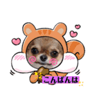 チワワのれおぱこぴにこ③（個別スタンプ：30）