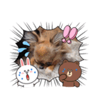 チワワのれおぱこぴにこ③（個別スタンプ：31）