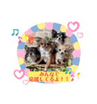 チワワのれおぱこぴにこ③（個別スタンプ：32）