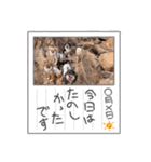 チワワのれおぱこぴにこ③（個別スタンプ：33）
