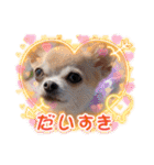チワワのれおぱこぴにこ③（個別スタンプ：36）