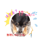 チワワのれおぱこぴにこ③（個別スタンプ：38）